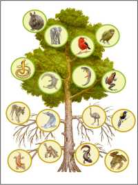 Mutilation of the tree of life